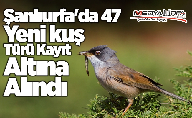 Şanlıurfa'da 47 yeni kuş türü kayıt altına alındı