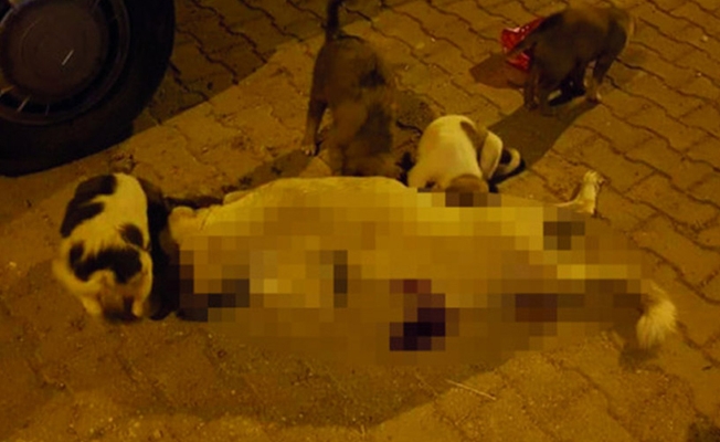 Viranşehir'de silahla vurulan köpek öldü