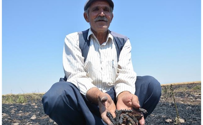 Siverek'te 40 dönüm buğday ekili alan yandı
