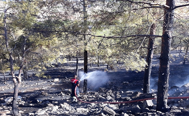 Şanlıurfa'da ağaçlık alanda yangın