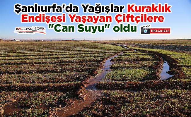 Şanlıurfa'da yağışlar çiftçilere "can suyu" oldu