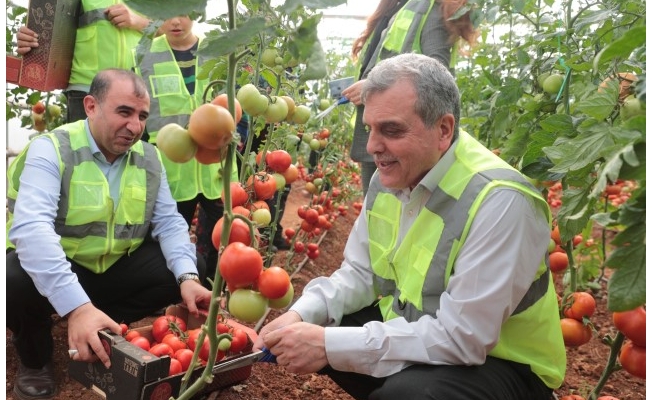 Şanlıurfa'da domates hasadı yapıldı