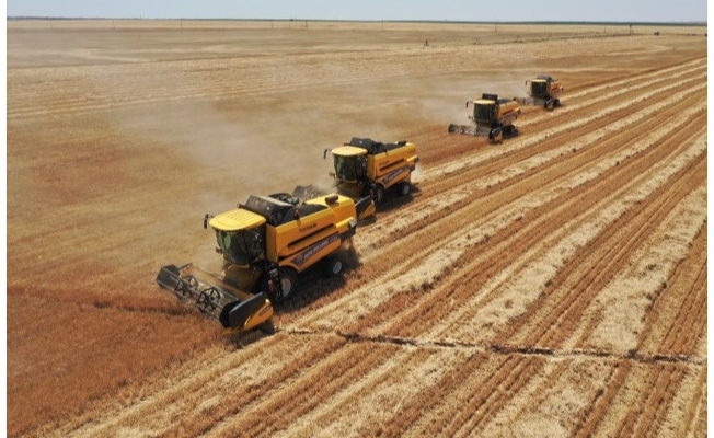 Ceylanpınar'da buğdayda 200 bin ton rekolte bekleniyor