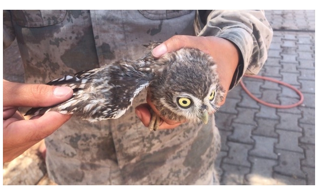 Şanlıurfa'da yaralı bulunan baykuş korumaya alındı