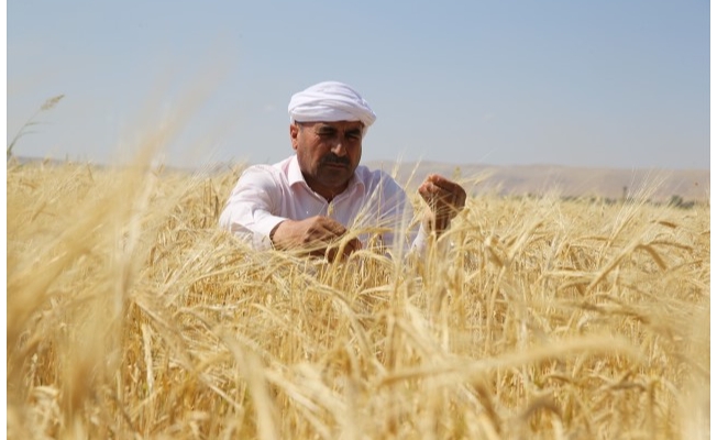 Urfalı çiftçiler, Buğday ve arpa alım fiyatları için ne dedi ?