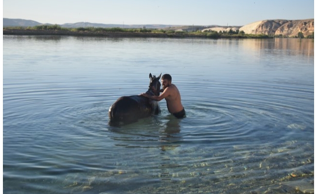 Şanlıurfa'da sıcaktan bunalan atlar Fırat Nehri'nde serinletildi