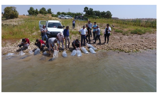 Atatürk Barajı'na 4 milyon balık yavrusu bırakıldı