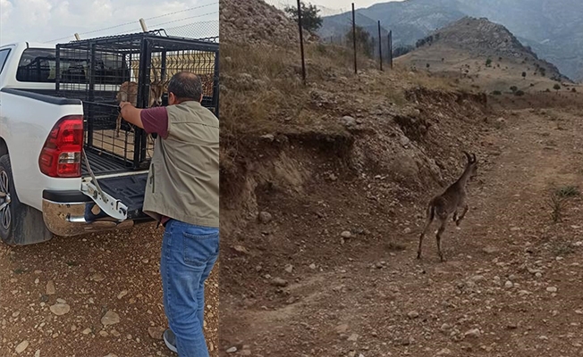 Görme kaybı yaşayan yaban keçisi, tedavisinin ardından doğaya salındı