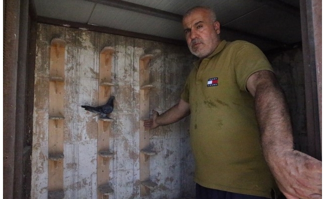 Şanlıurfalı kuşçu Mahmut, 45 yıldır güvercin besliyor