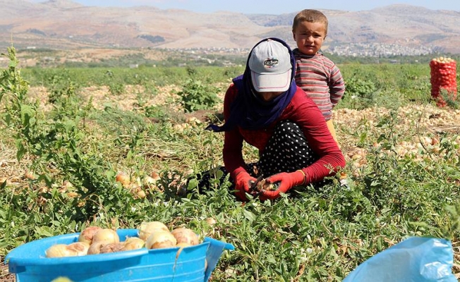 Mevsimlik tarım işçileri "ekmek parası için" Türkiye'yi dolaşıyor