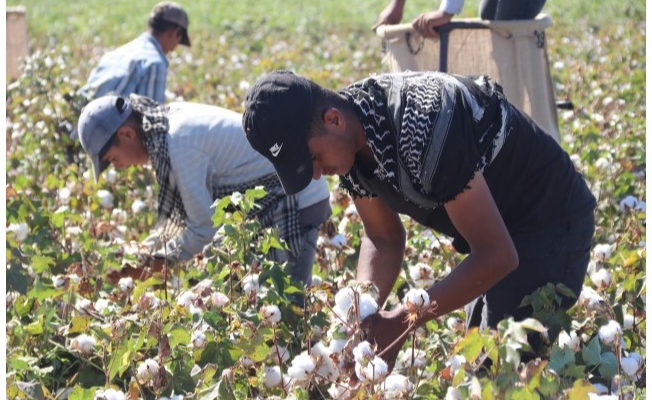 Şanlıurfa'da ekim alanı yüzde 55 artan pamukta hasat zamanı