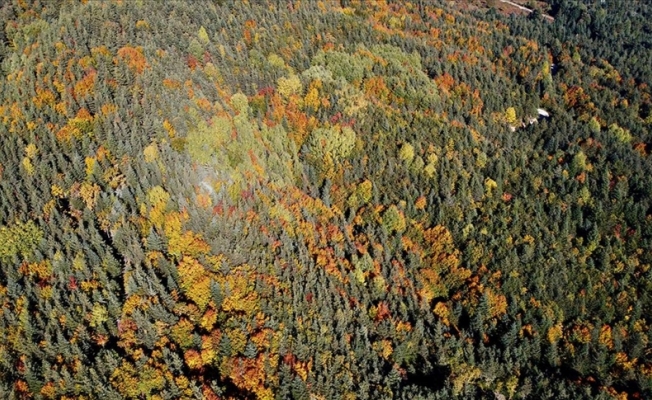 Bolu'daki ormanlar farklı renklere büründü