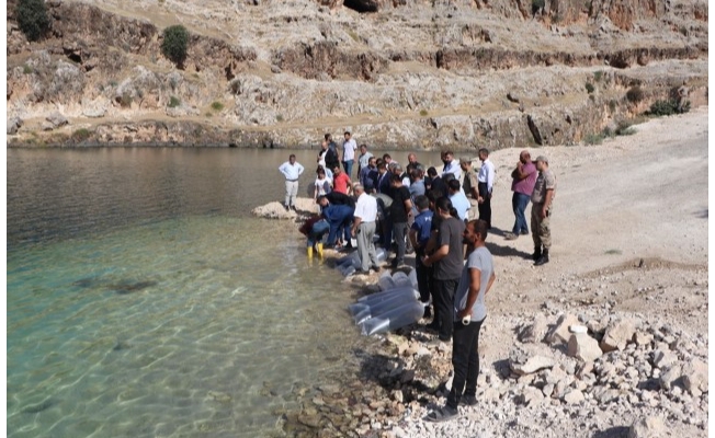 Halfeti'de baraj gölüne balık yavrusu bırakıldı
