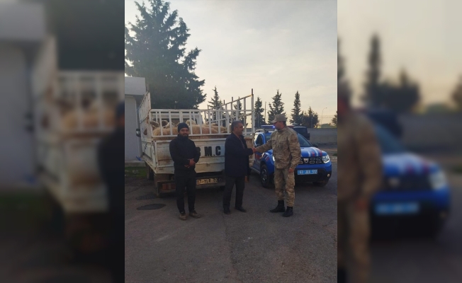 Şanlıurfa'da 28 koyunu çaldıkları iddia edilen 2 kişi yakalandı