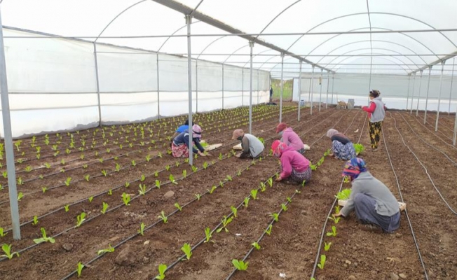 Siverek’te kadın istihdamı projesinde ilk sebzeler ekildi