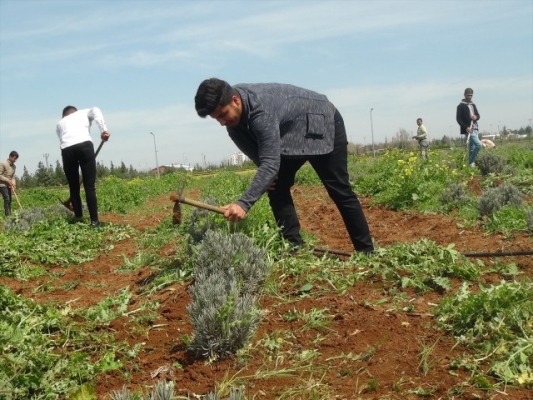 Şanlıurfa'da öğrenciler uygulama derslerinde tahıl, sebze ve meyve yetiştiriyor