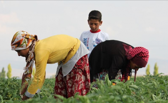 CHP'den mevsimlik tarım işçilerinin sorunlarına çözüm önerileri