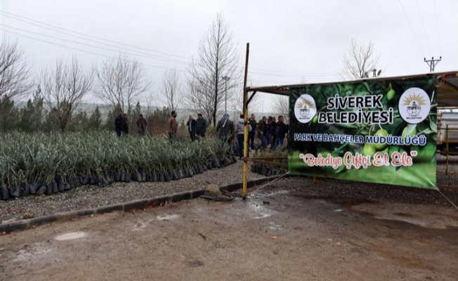 Siverek Belediyesinden çiftçilere meyve fidanı desteği 