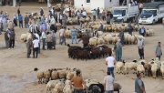 Şanlıurfa'daki hayvan pazarlarında Kurban Bayramı hareketliliği